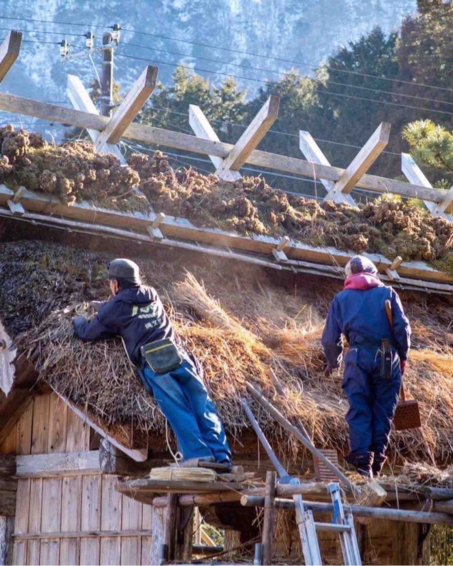 茅の葺き替えと修理