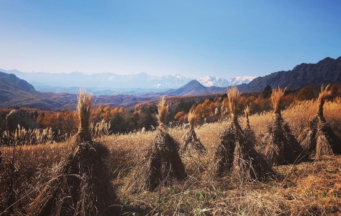 茅畑と北アルプス