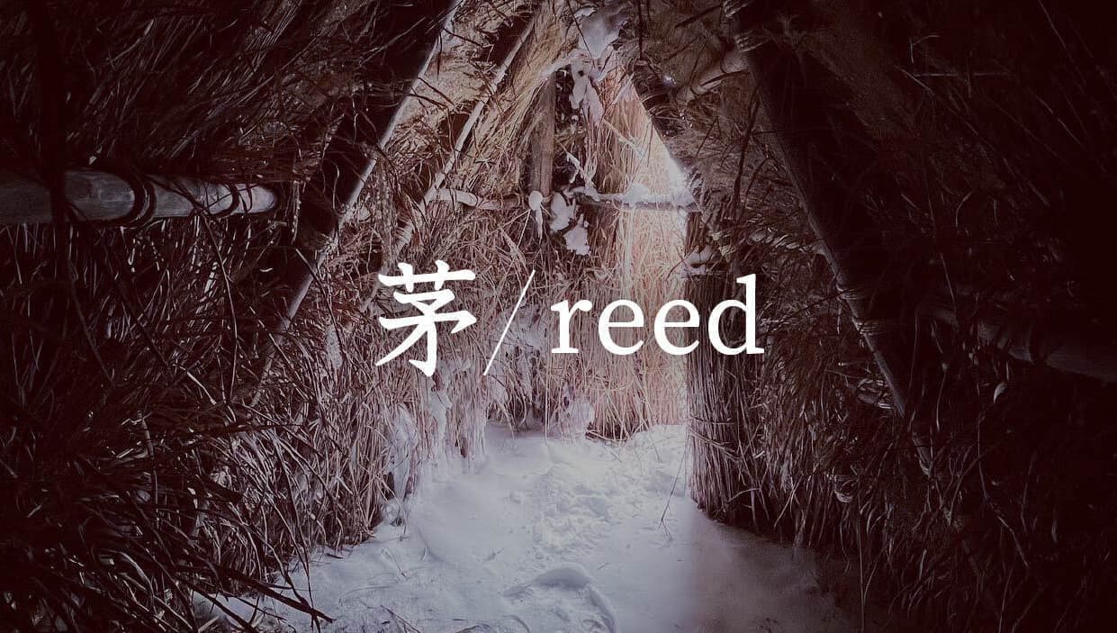 茅／reed