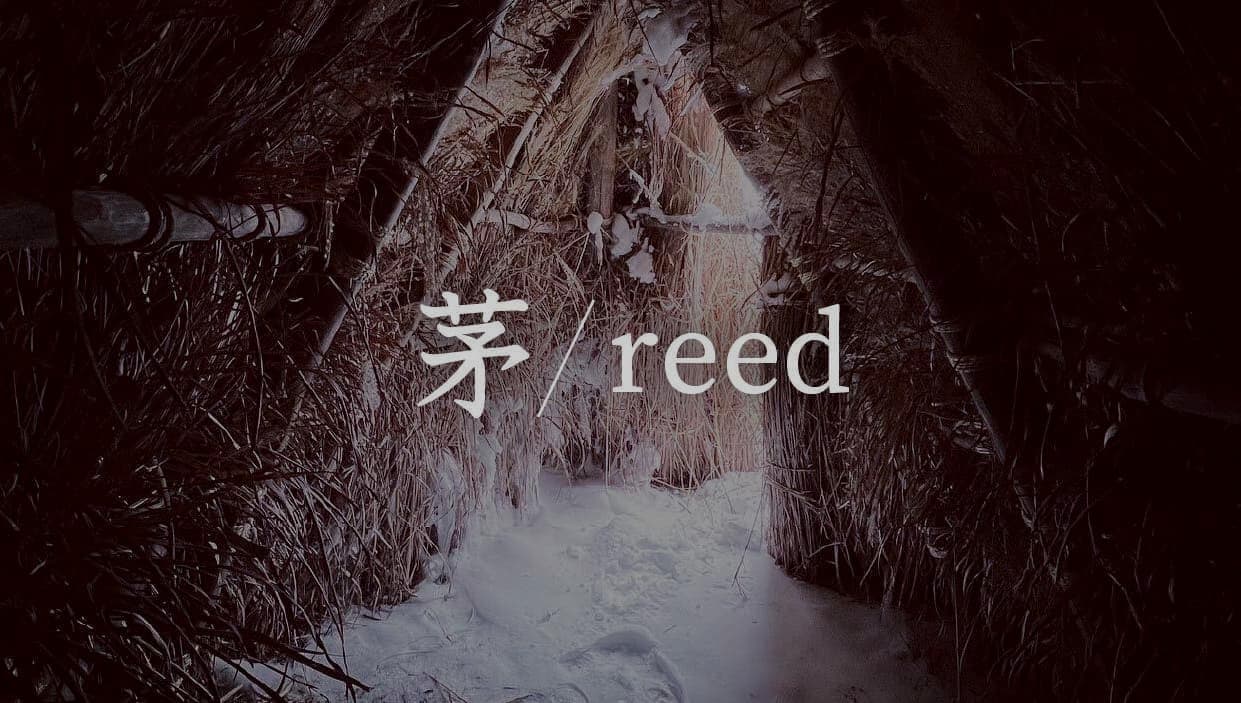茅／reed